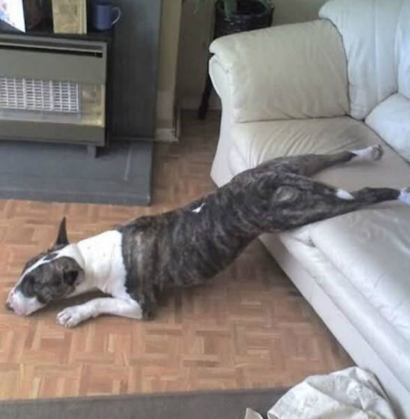 Dogs Can Sleep Anywhere and Everywhere