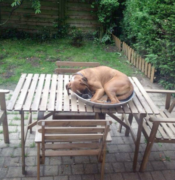 Dogs Can Sleep Anywhere and Everywhere