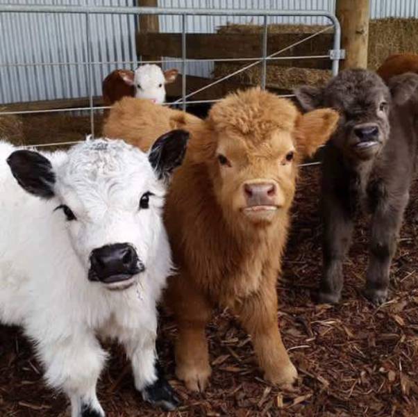 morning picdump 54 pics 12.html - 54 HD Photos | Premium Gallery 2016