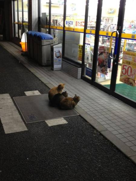 daily picdump 93 pics 35.html - 93 HD Photos | Premium Gallery 2016