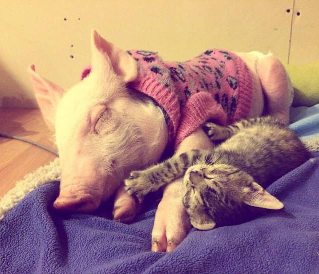 daily picdump 93 pics 35.html - 93 HD Photos | Premium Gallery 2016