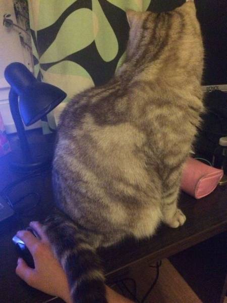 daily picdump 103 pics 40.html - 103 HD Photos | Premium Gallery 2016