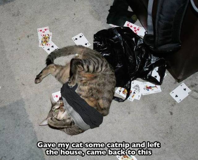 daily picdump 107 pics 9.html - 107 HD Photos | Premium Gallery 2016