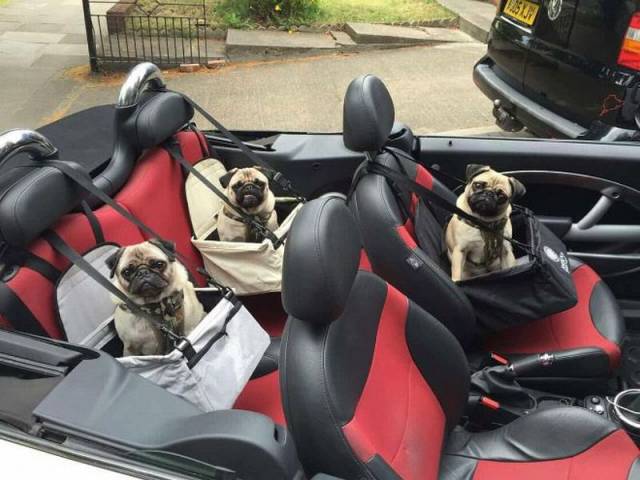 daily picdump 101 pics 46.html - 101 HD Photos | Premium Gallery 2016