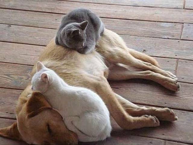 Daily Picdump