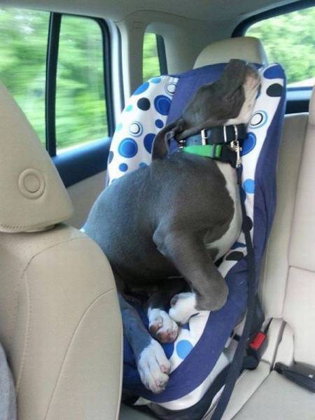Daily Picdump