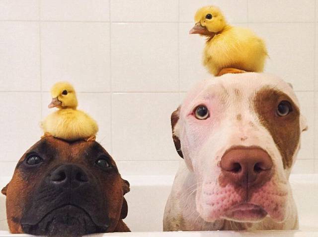 Daily Picdump