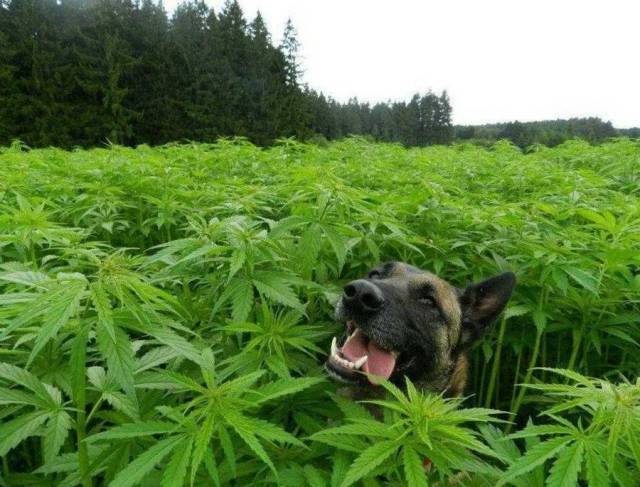 Daily Picdump