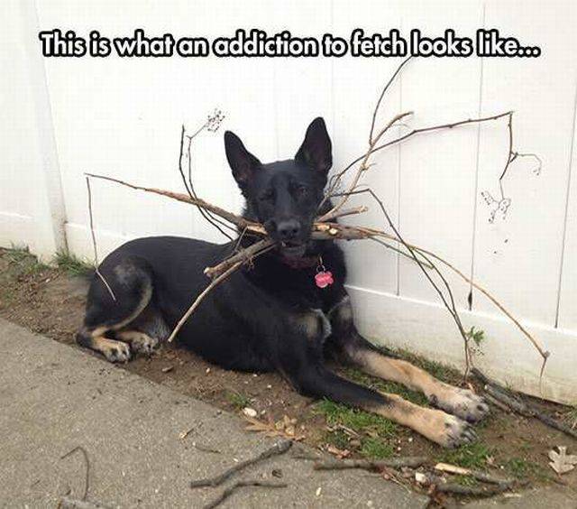 Daily Picdump