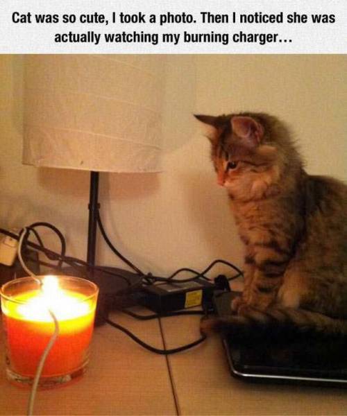 Daily Picdump