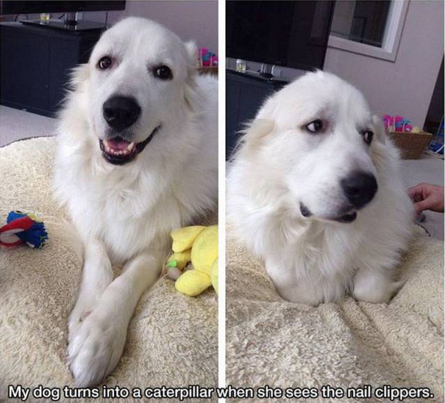 Daily Picdump
