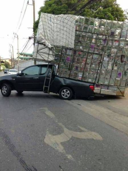 Morning Picdump