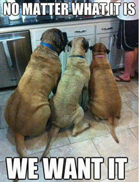 funny picdump 54 pics 20.html - 54 HD Photos | Premium Gallery 2016