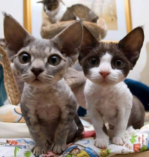 morning picdump 50 pics 21.html - 50 HD Photos | Premium Gallery 2016