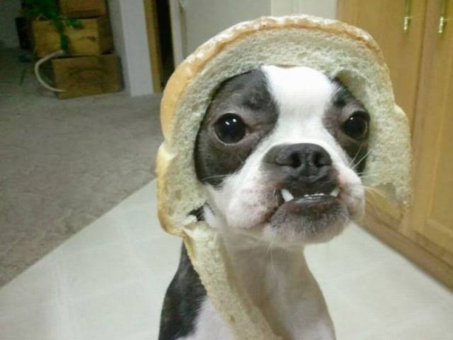 daily picdump 96 pics 16.html - 96 HD Photos | Premium Gallery 2016
