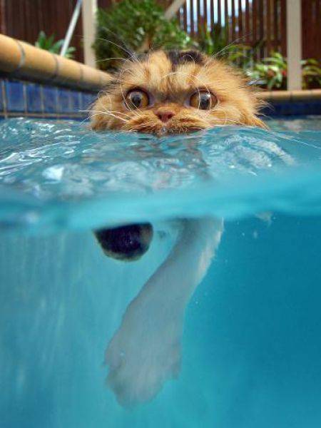 daily picdump 96 pics 16.html - 96 HD Photos | Premium Gallery 2016