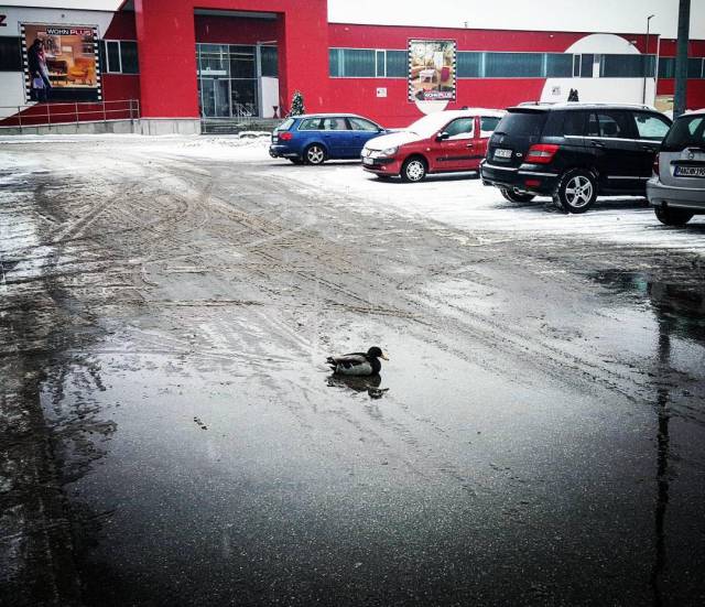 Morning Picdump