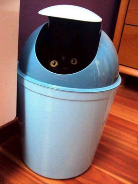 Morning Picdump