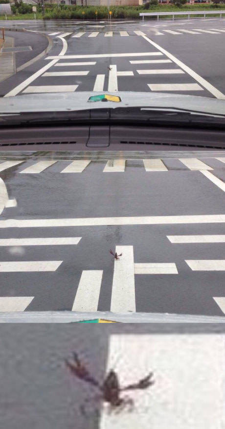 Morning Picdump