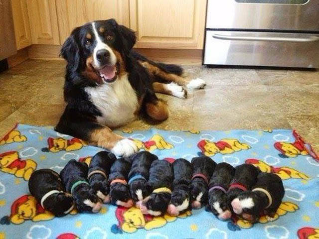 morning picdump 52 pics 19.html - 52 HD Photos | Premium Gallery 2016