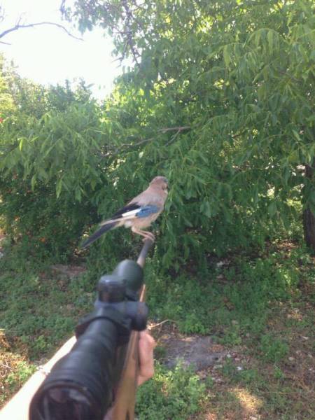 Morning Picdump