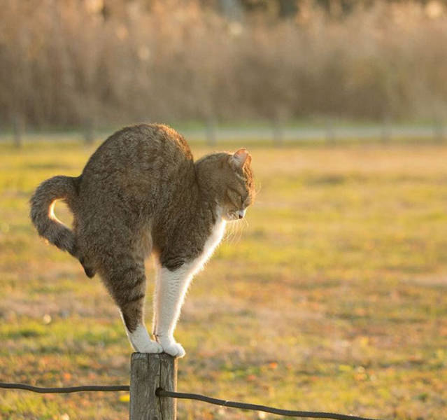 Cute Stray Cats Of Tokyo