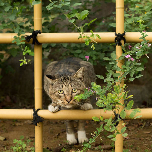 Cute Stray Cats Of Tokyo