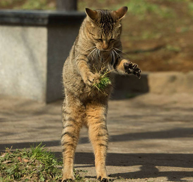 Cute Stray Cats Of Tokyo