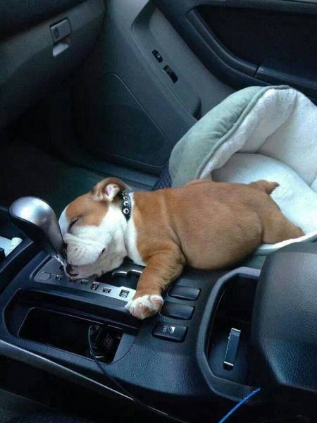 daily picdump 107 pics 23.html - 107 HD Photos | Premium Gallery 2016