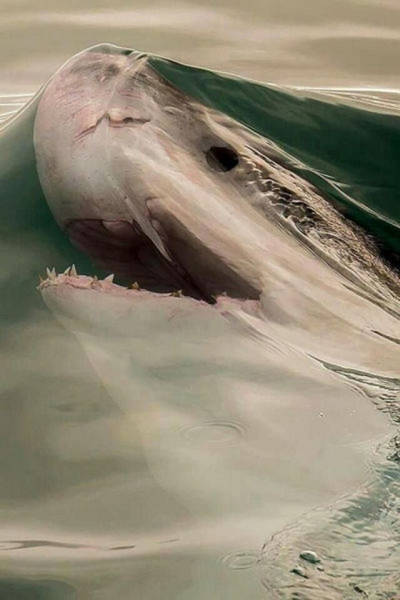 There’s Nothing Better Than Perfectly Timed Photos
