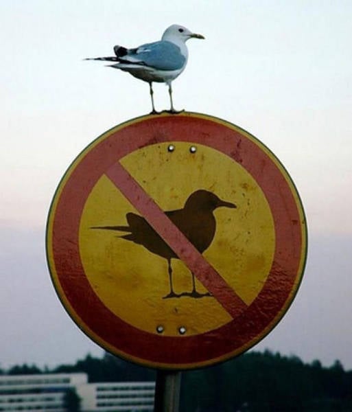 There’s Nothing Better Than Perfectly Timed Photos