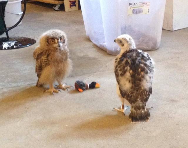 daily picdump 99 pics 19.html - 99 HD Photos | Premium Gallery 2016