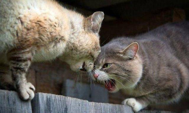 daily picdump 99 pics 19.html - 99 HD Photos | Premium Gallery 2016