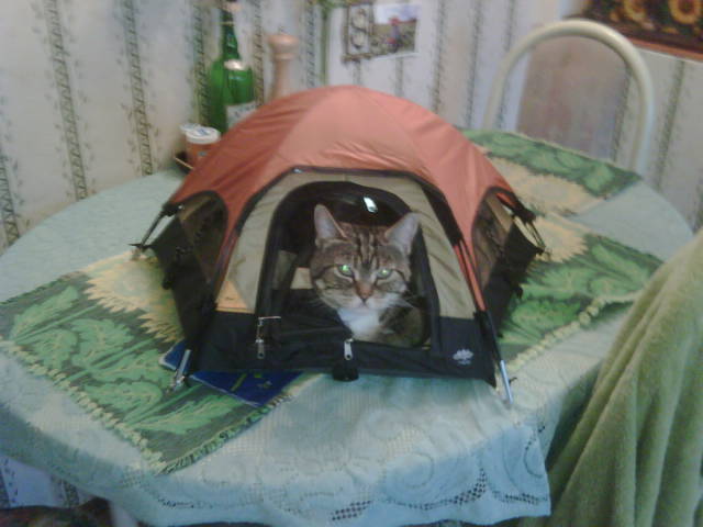 morning picdump 51 pics 19.html - 51 HD Photos | Premium Gallery 2016