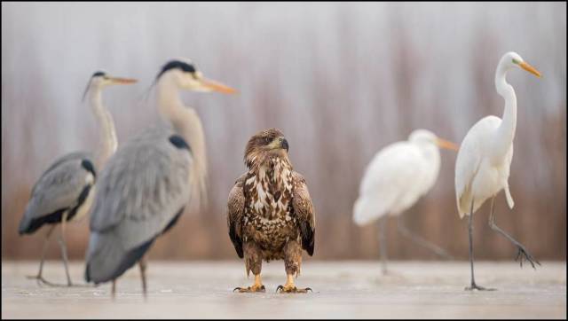 daily picdump 99 pics 10.html - 99 HD Photos | Premium Gallery 2016