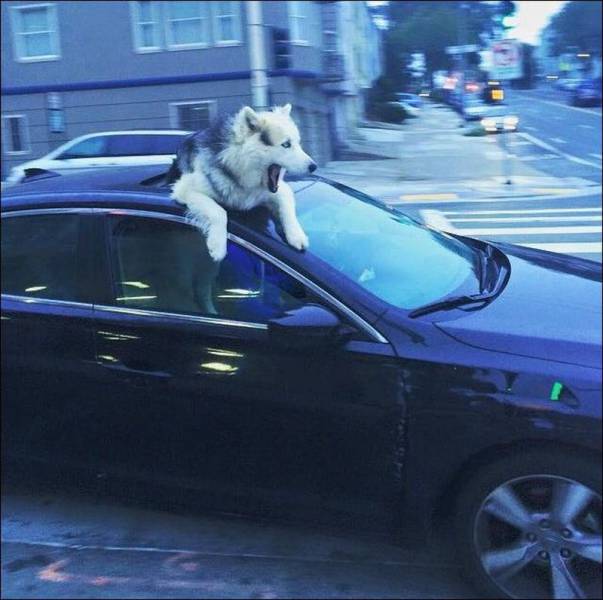 daily picdump 99 pics 10.html - 99 HD Photos | Premium Gallery 2016