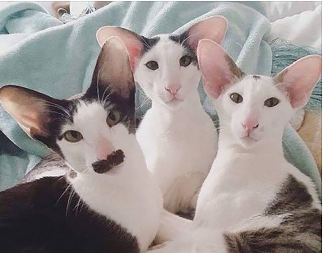 Morning Picdump