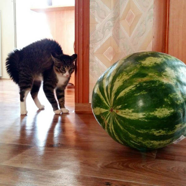 Daily Picdump [WEEKEND EDITION]