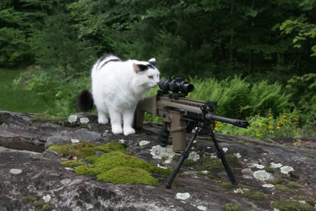daily picdump weekend edition 59 pics 6.html - 59 HD Photos | Premium Gallery 2016