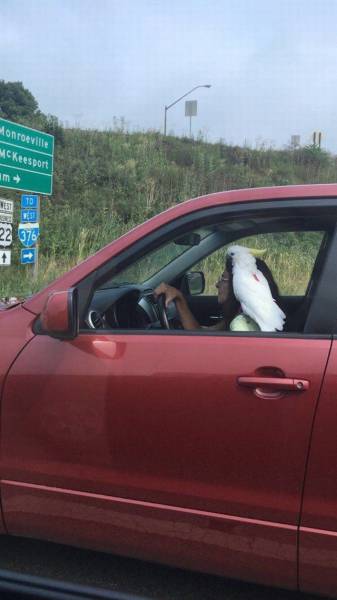 daily picdump 108 pics 2.html - 108 HD Photos | Premium Gallery 2016