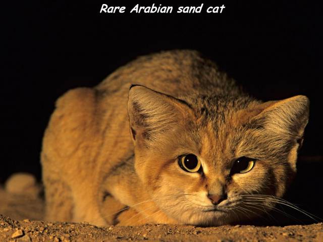 daily picdump weekend edition 67 pics 31.html - 67 HD Photos | Premium Gallery 2016