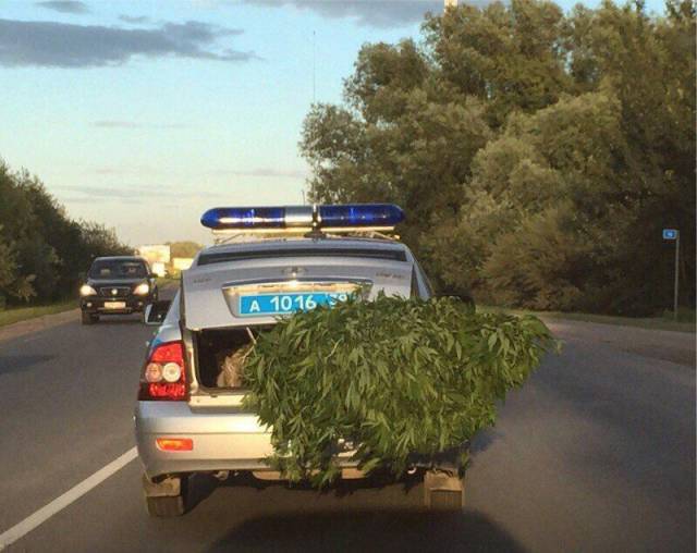 daily picdump 97 pics 11.html - 97 HD Photos | Premium Gallery 2016