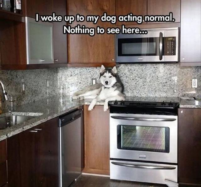 daily picdump 96 pics 9.html - 96 HD Photos | Premium Gallery 2016