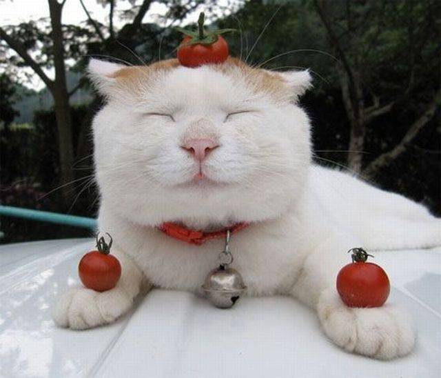 daily picdump weekend edition 62 pics 3.html - 62 HD Photos | Premium Gallery 2016