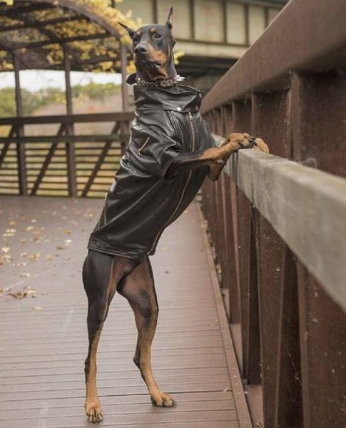 Daily Picdump