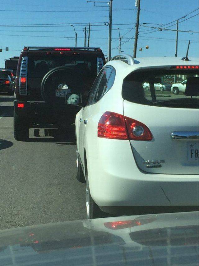 daily picdump 103 pics 27.html - 103 HD Photos | Premium Gallery 2016