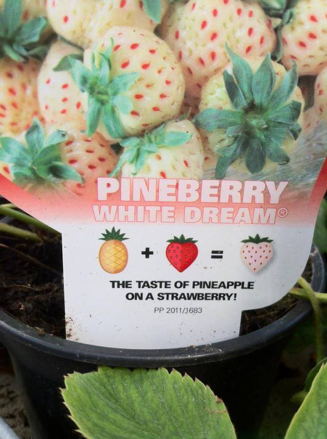 Daily Picdump