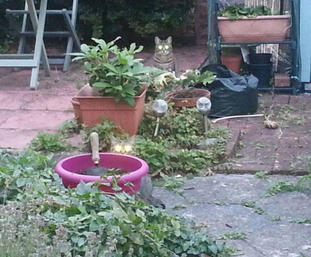 daily picdump 100 pics 50.html - 100 HD Photos | Premium Gallery 2016