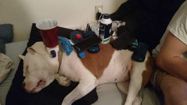 Morning Picdump