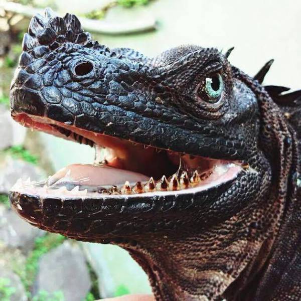 morning picdump 52 pics 18.html - 52 HD Photos | Premium Gallery 2016